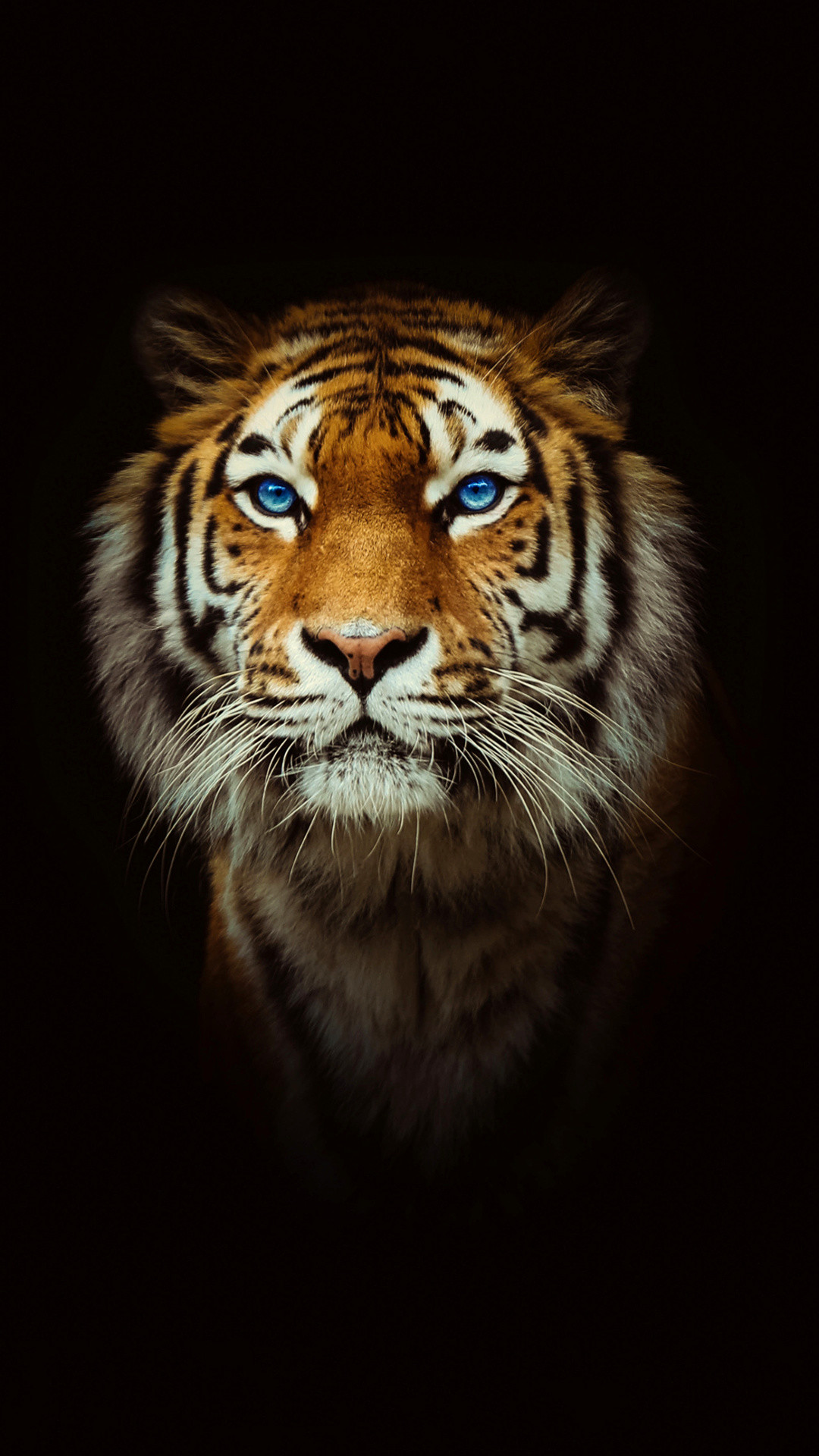 Tiger Wallpaper HD iPhone