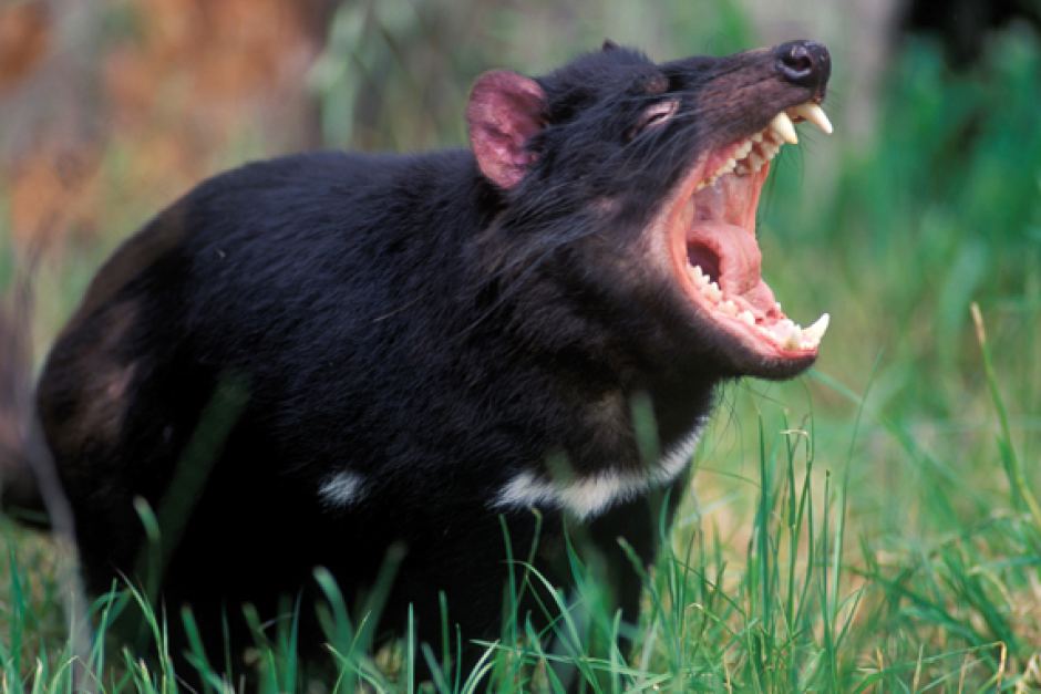 Tasmanian Devil Tassie Boys
