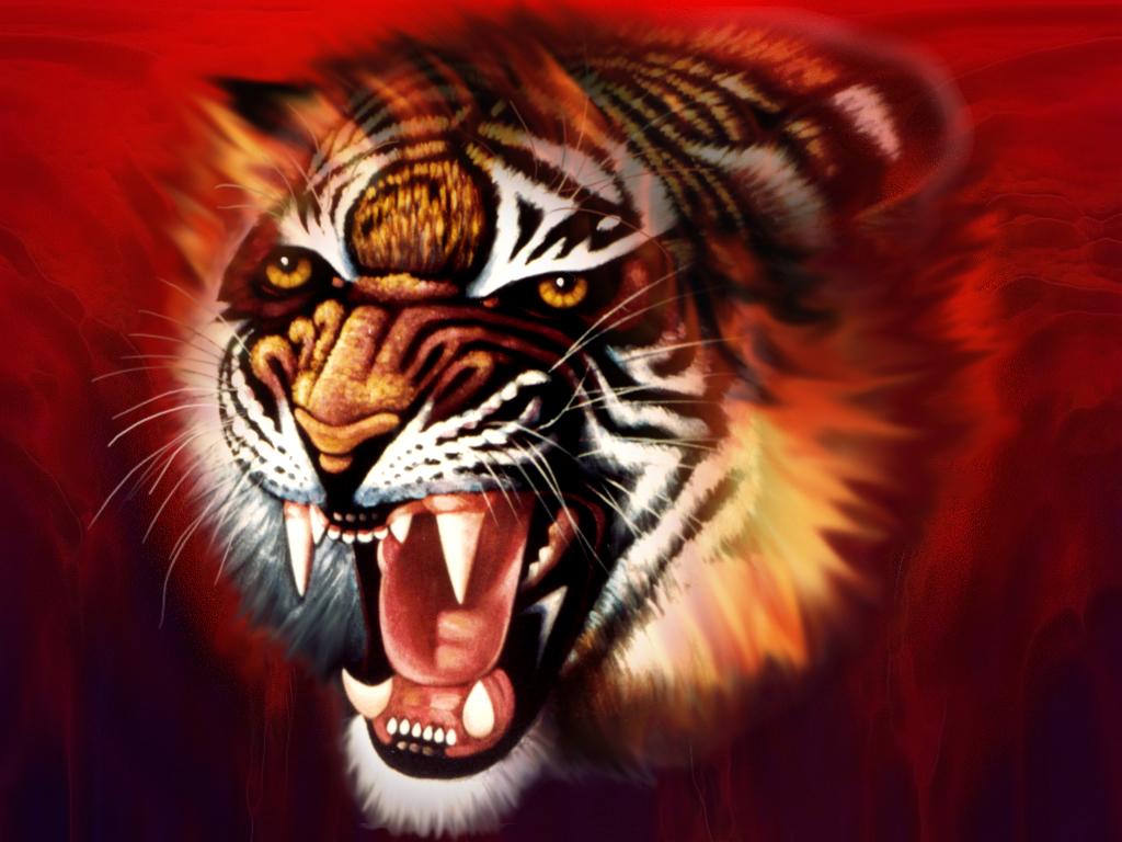 3d Tiger Wallpaper Cool Desktop Photo Sharing