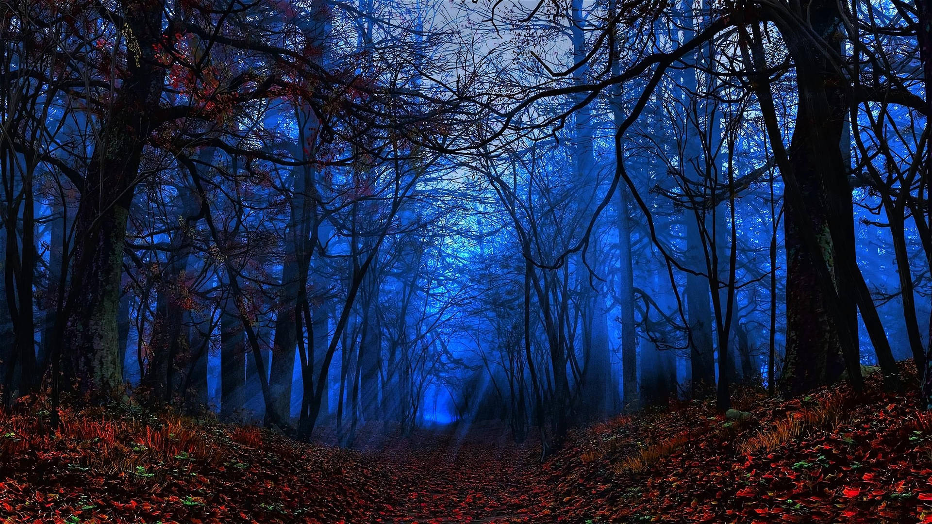 Mystical Forest Wallpaper