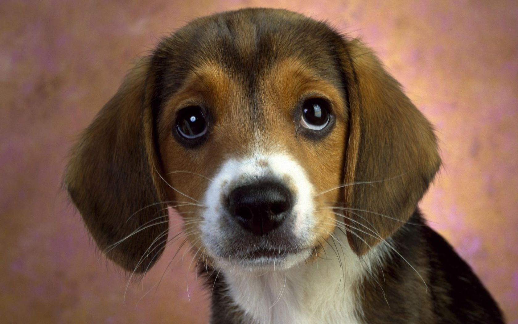 Beagle Puppy Widescreen Wallpaper