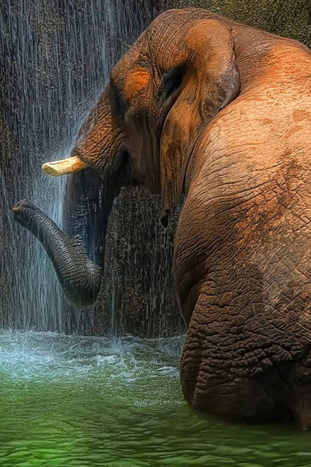 iPhone Background Elephant From Category Animals Wallpaper For