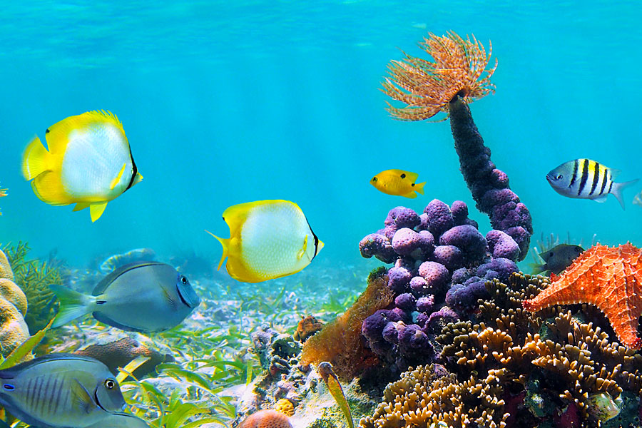 File Name Awesome Coral Reef HD Wallpaper