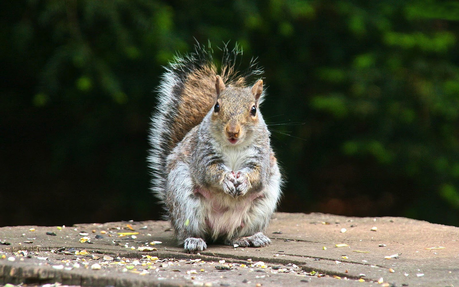 Wallpaper With A Squirrel HD Squirrels Background