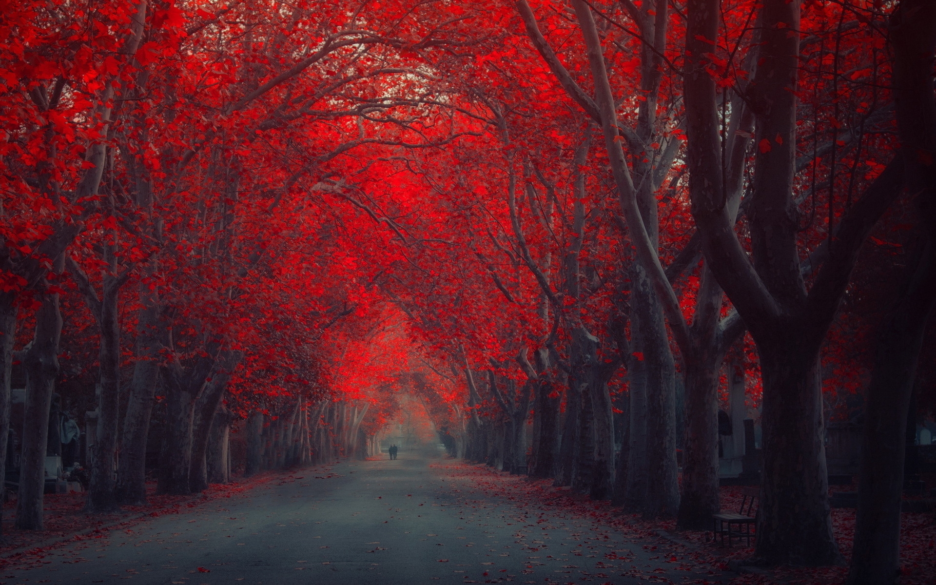 Red Trees Autumn Fall Seasons Wallpaper HD