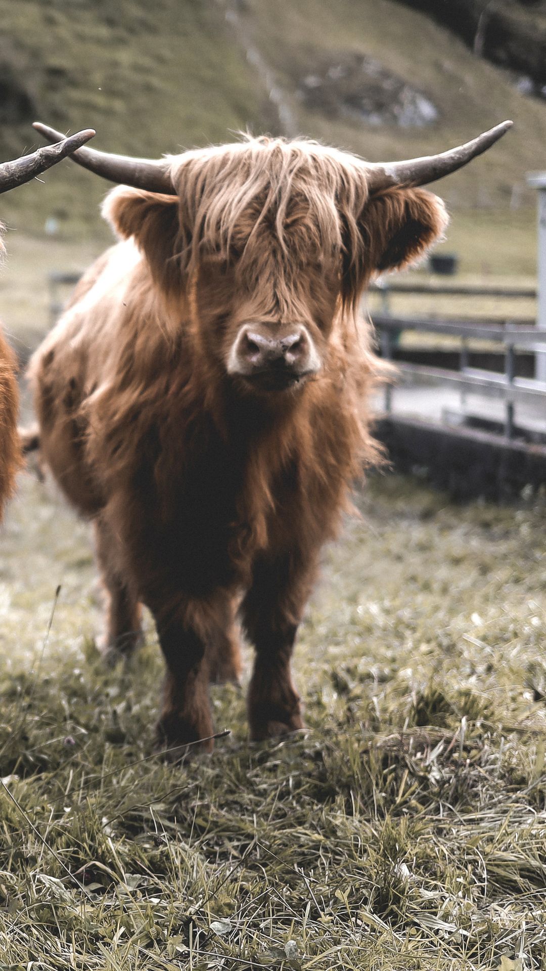 Cute Cow iPhone Wallpaper In