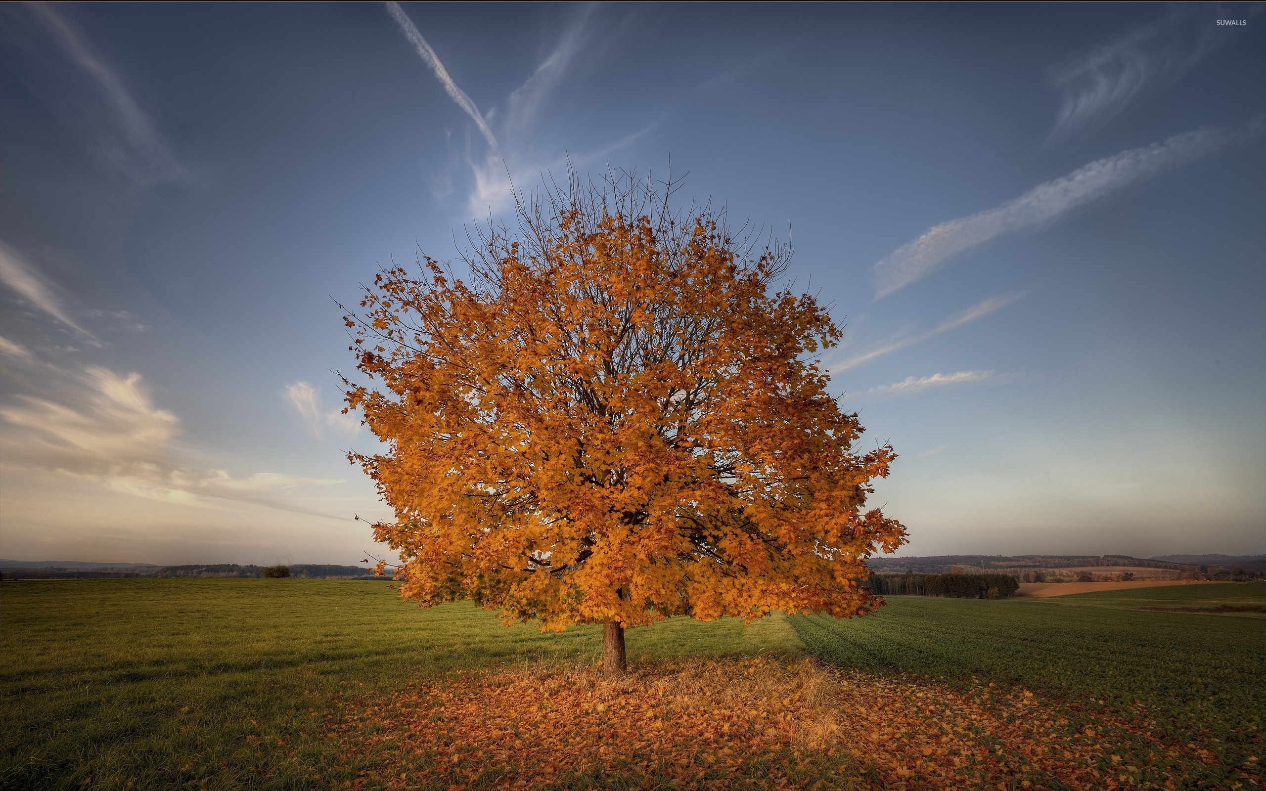 Lonesome Autumn Tree Losing Its Leaves On The Field Wallpaper