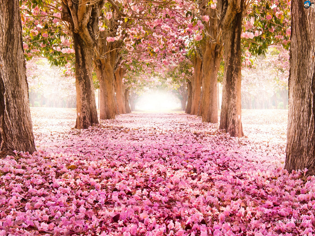Cherry Blossoms Wallpapers 1080p H2219VA   4USkY