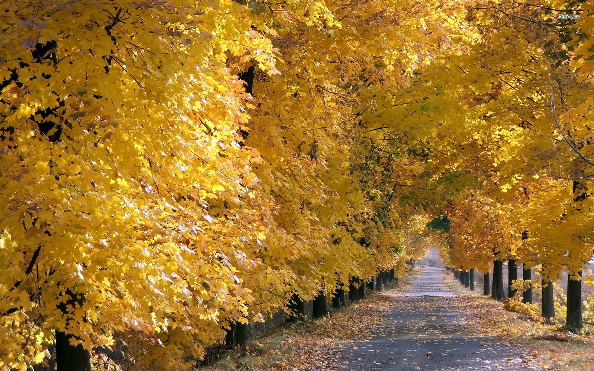 Path Through The Autumn Trees Wallpaper