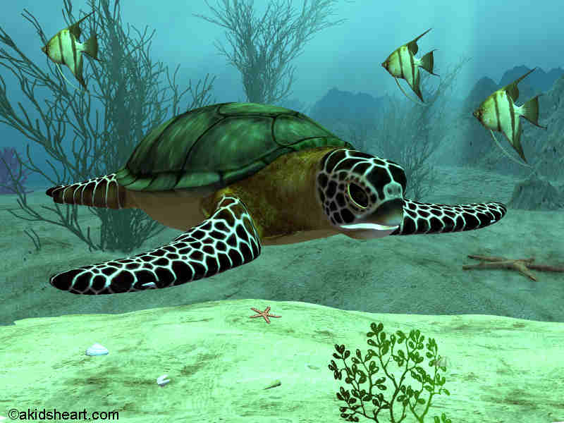 Sea Turtle Desktop Wallpaper Right Click Set As Background