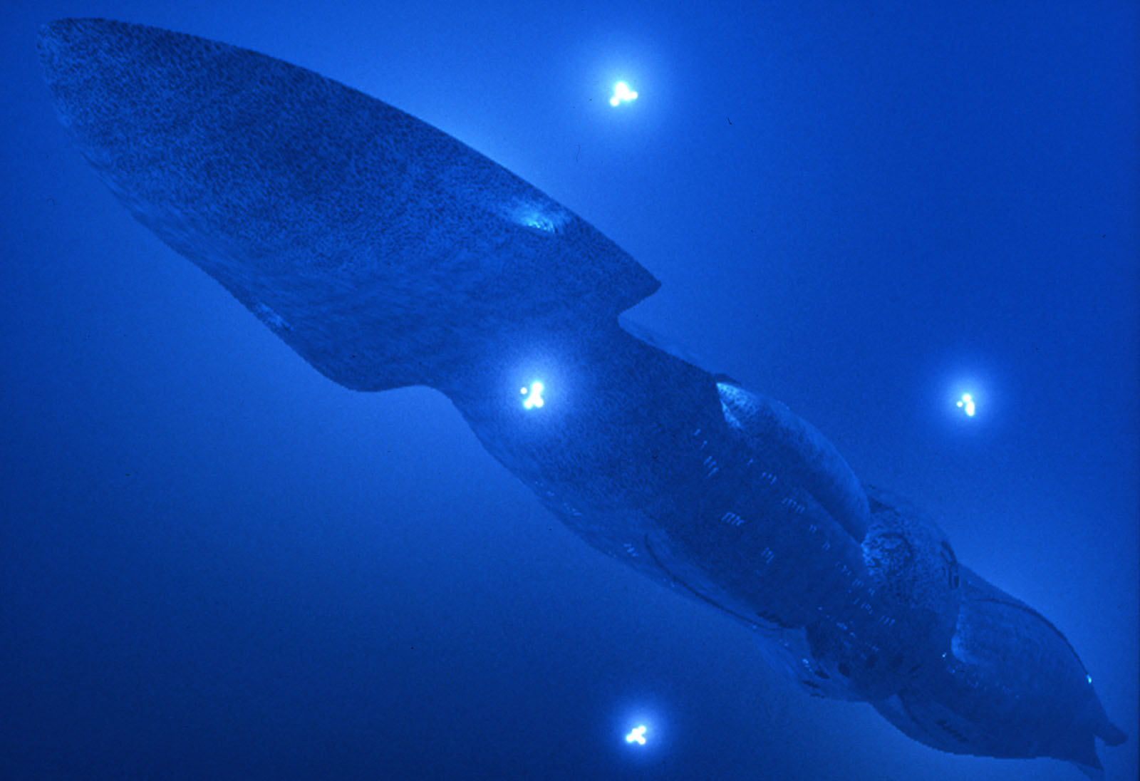Best Seaquest Dsv Wallpaper