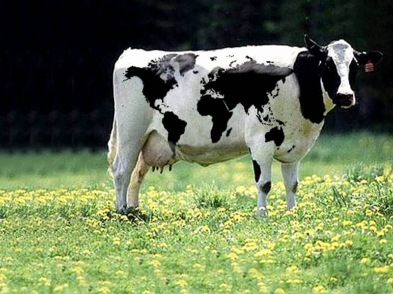 Funny Cow Wallpaper This One Is