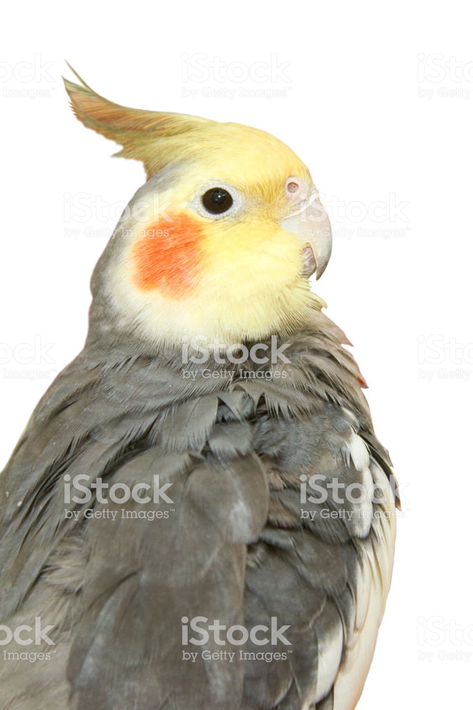 Cockatiel On A White Background Stock Photo Image Now