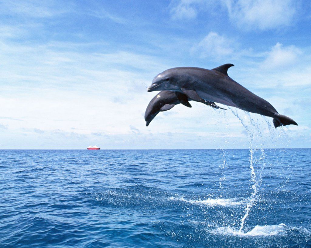 Dolphins Jumping Out Of Water Picture HD Wallpaper Websites I