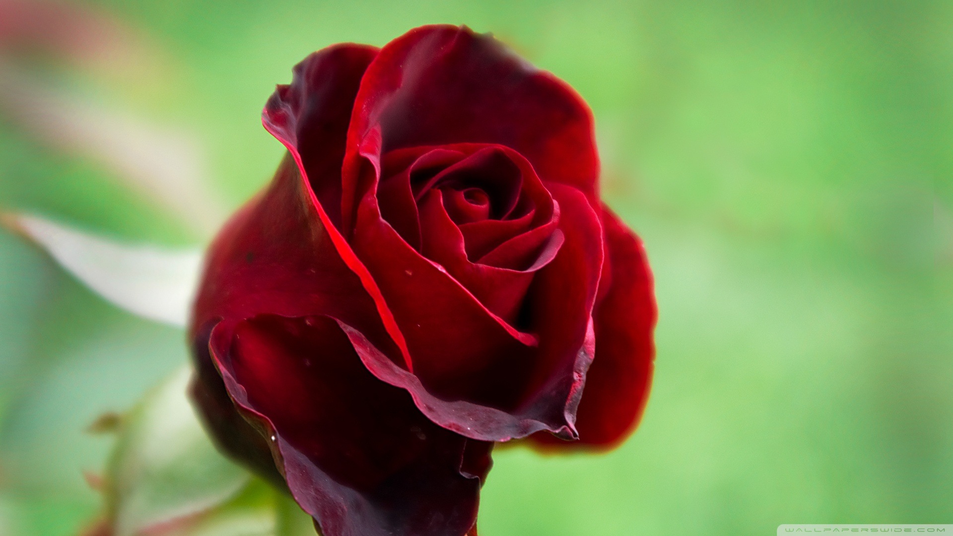 Beautiful Red Rose HD Flower Wallpaper For Desktop
