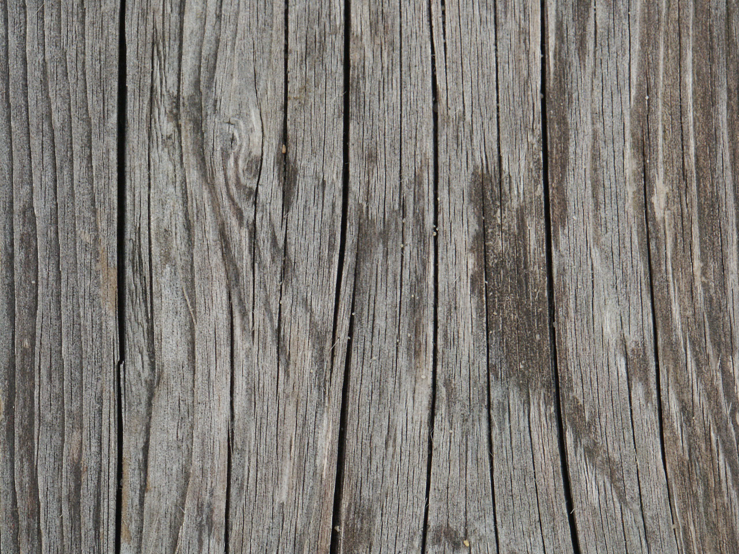 Best Woodsy Background
