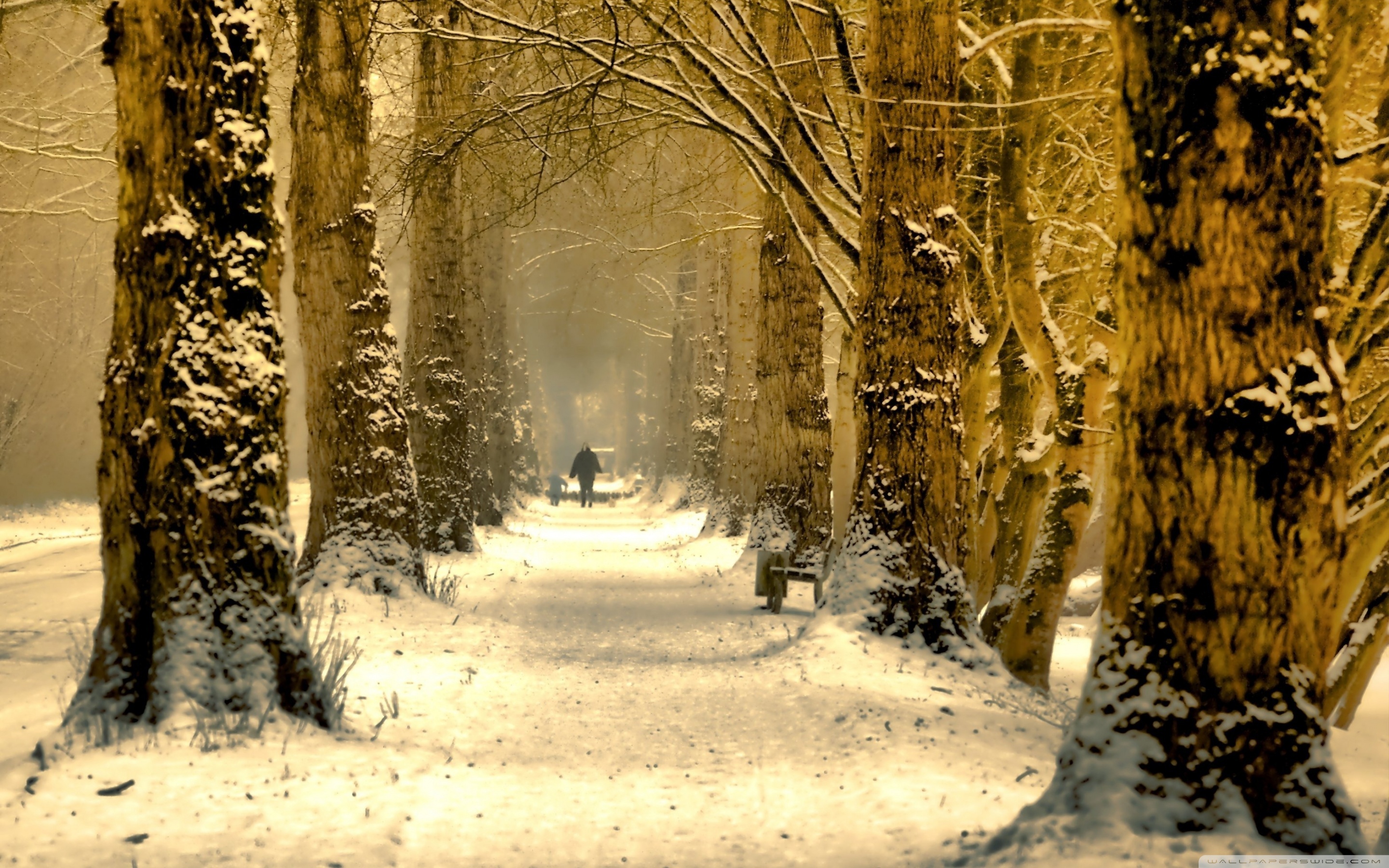 Trees In The Winter Wood Wallpaper And Image Pictures