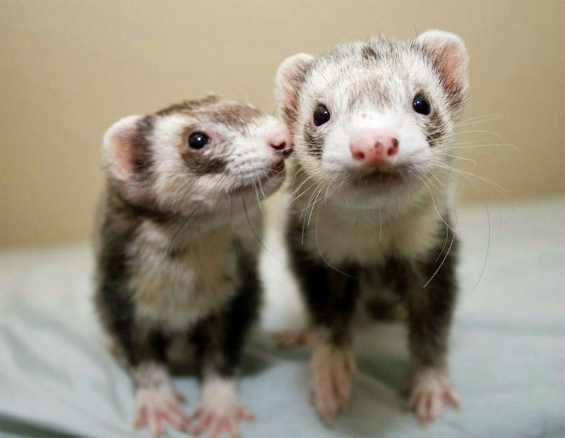 Cute Ferrets Photos Funny And Animals