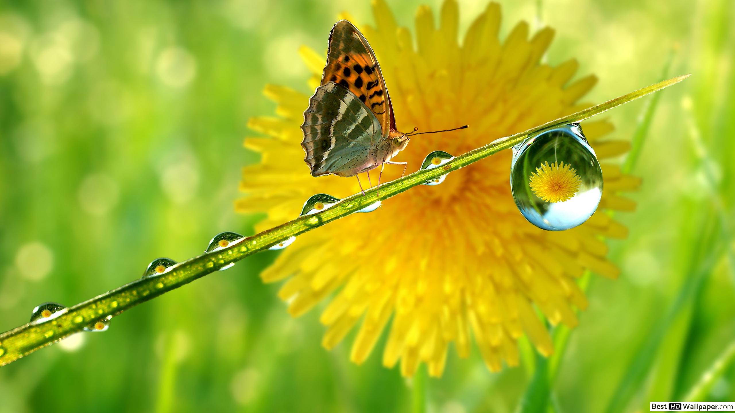 Thirsty Butterfly HD Wallpaper