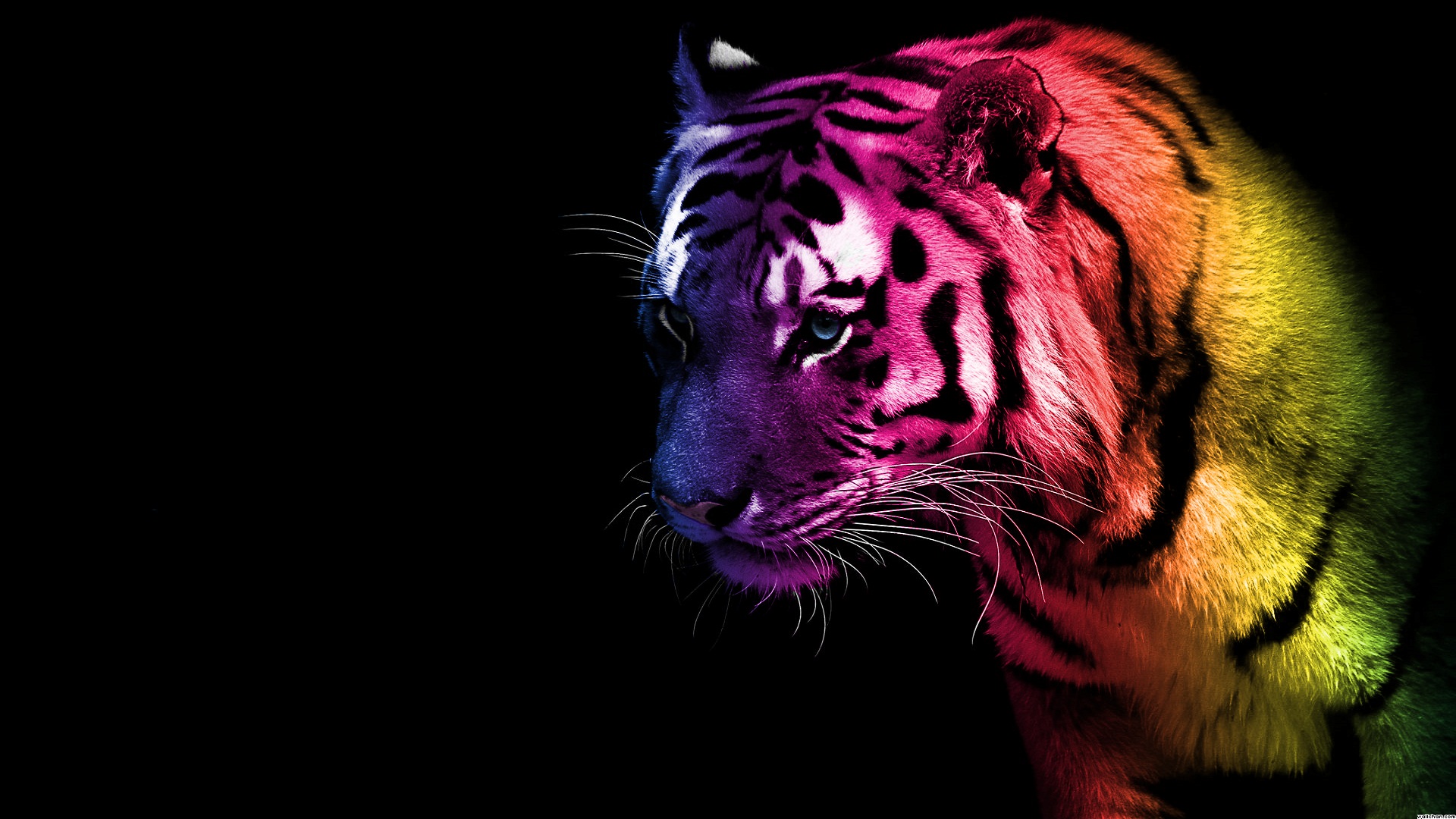 Colored Tiger Fantasy Wallpaper Unique HD