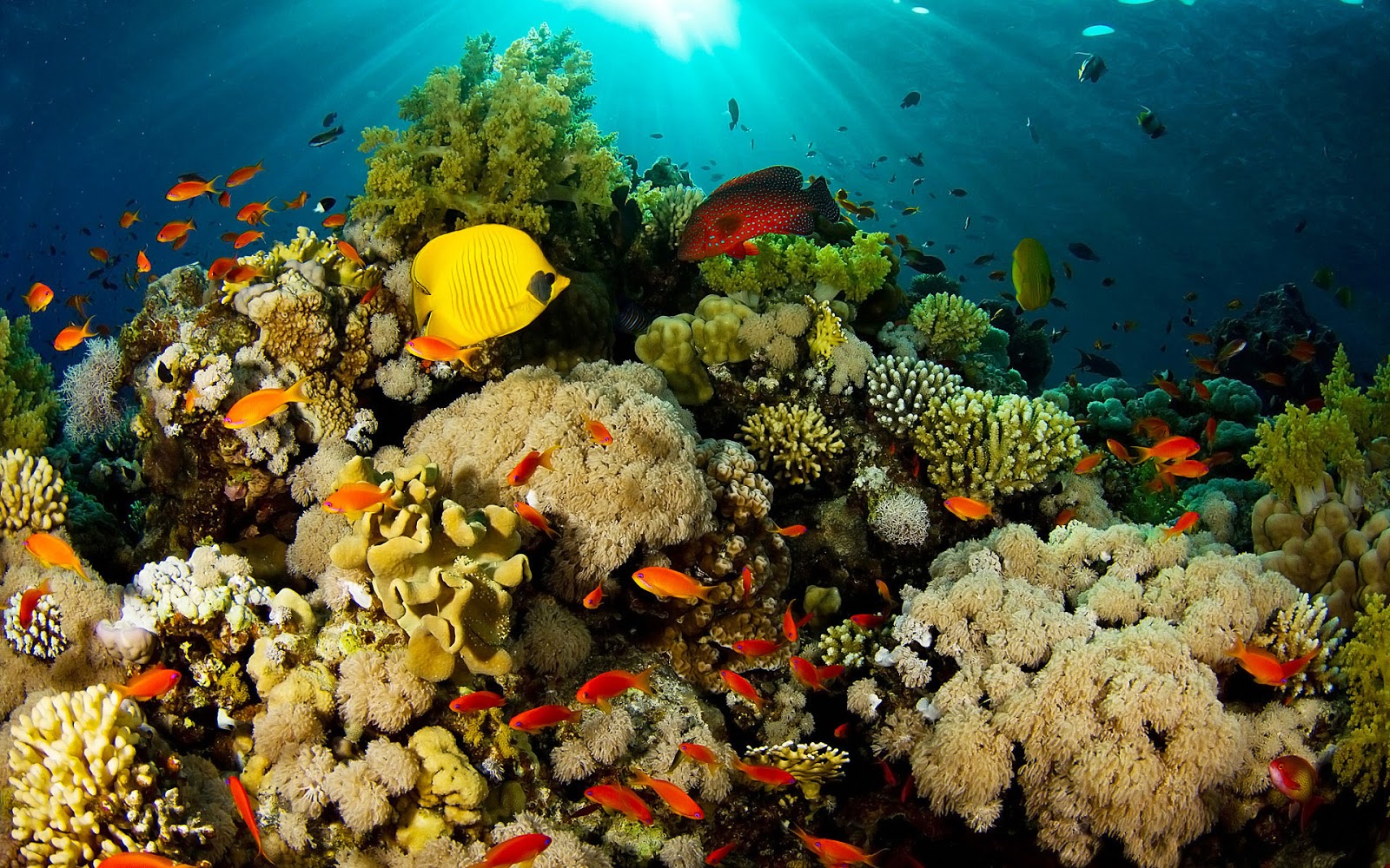 World S Best Coral Reefs Wallpaper HD
