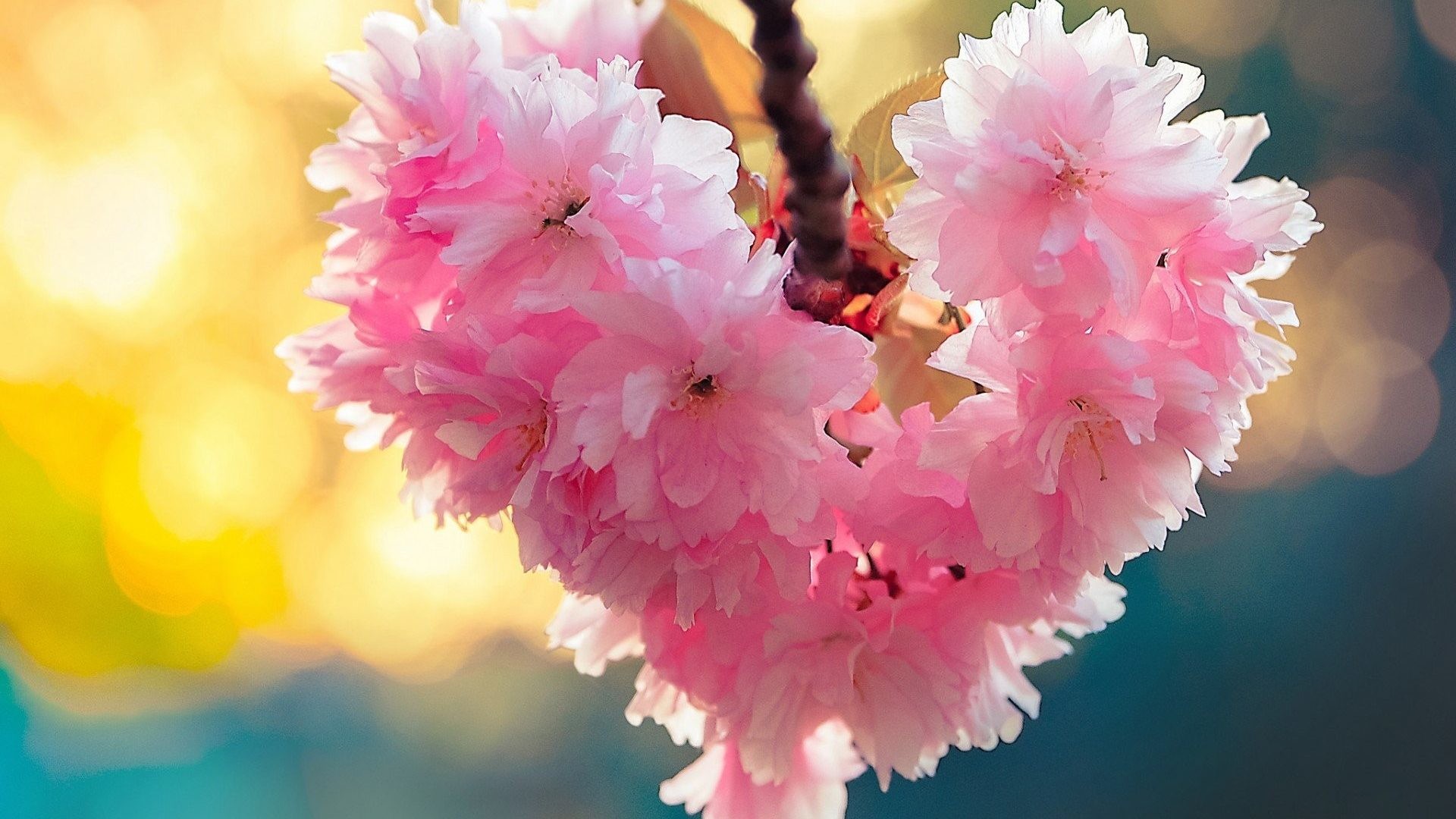 Nature Love Wallpaper HD