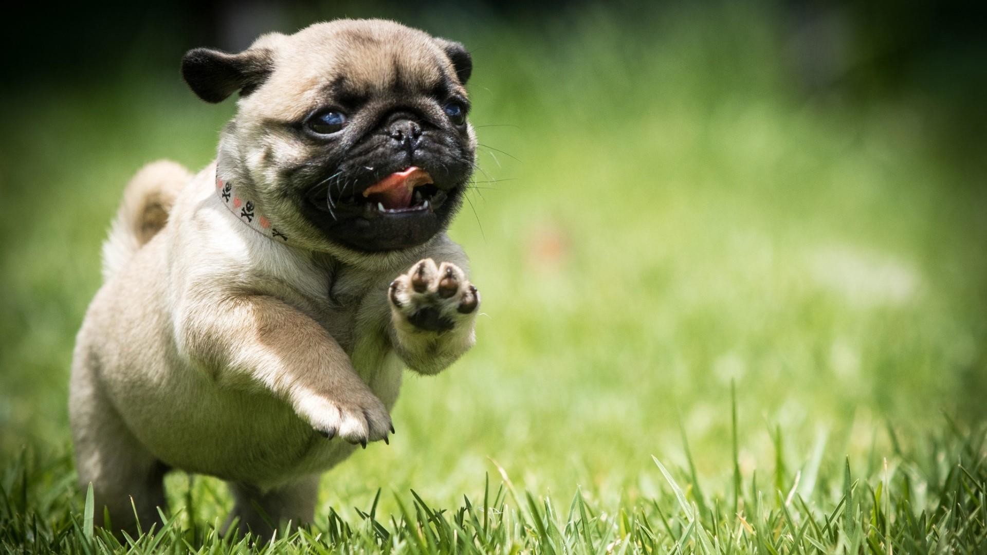 Pug Puppies Wallpaper