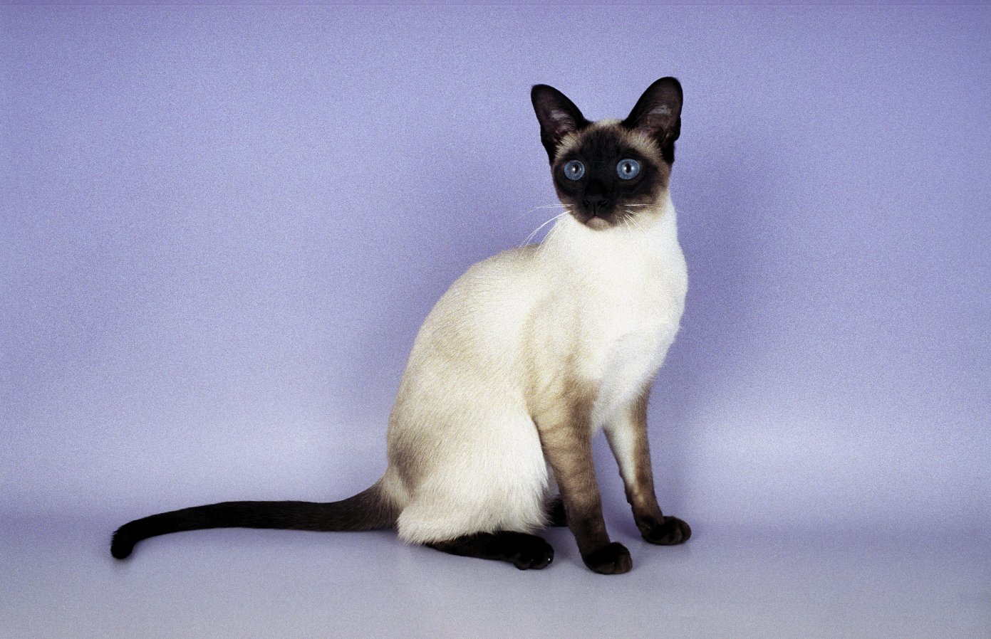 Siamese Cat Pictures Personality And How To Care For Your