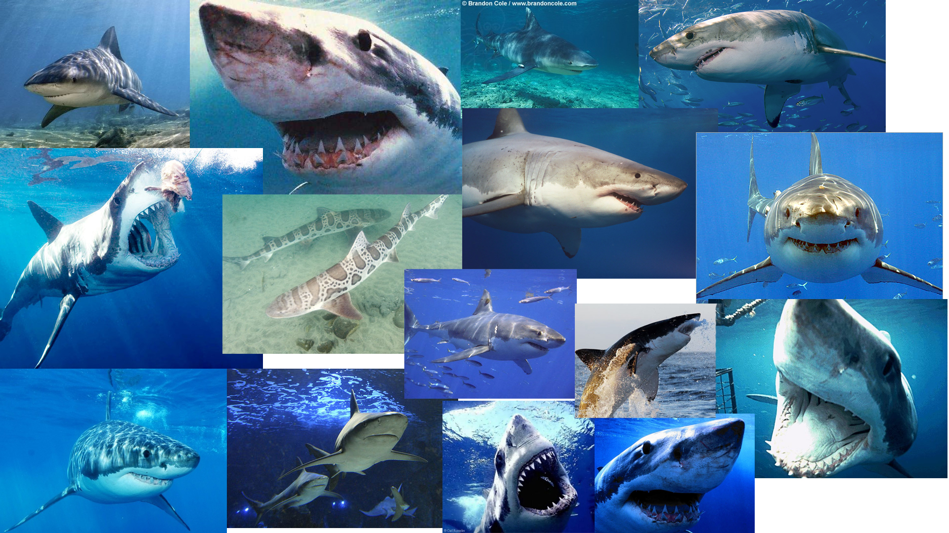 Shark Week Discovery HD Desktop Wallpaper