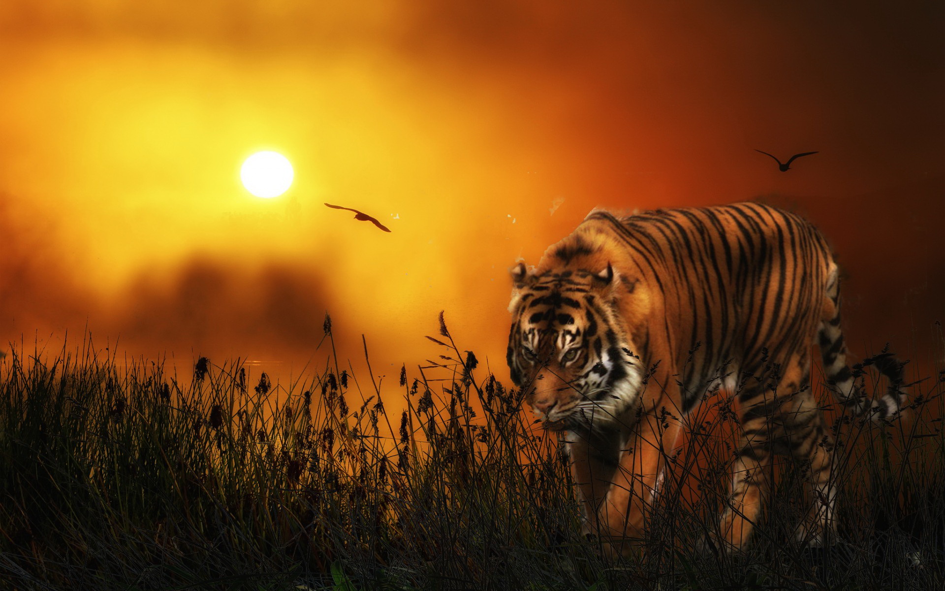 Tiger HD Wallpaper Background Image Id