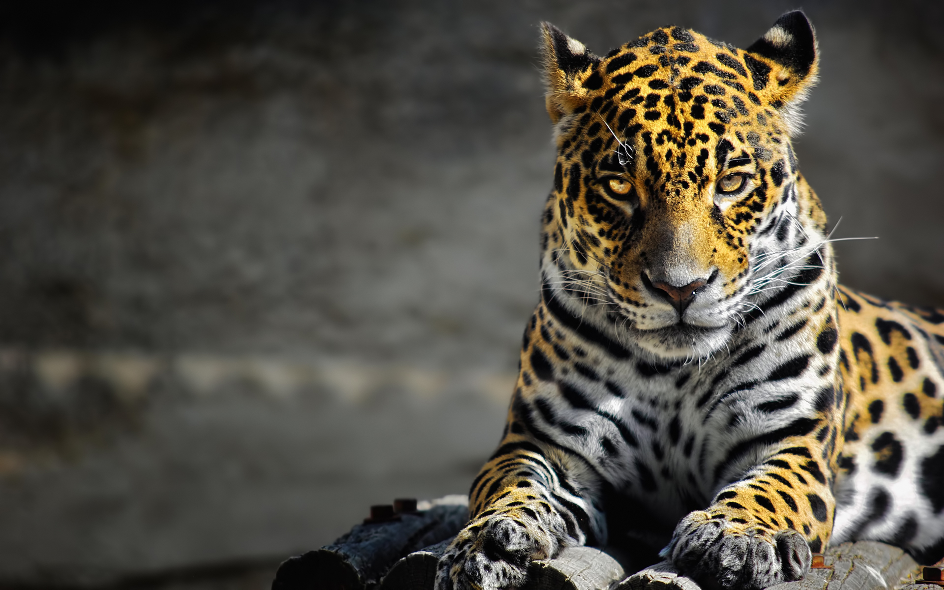 Free Download Jaguar Animal Hd Wallpapers 1920x1200 For Your