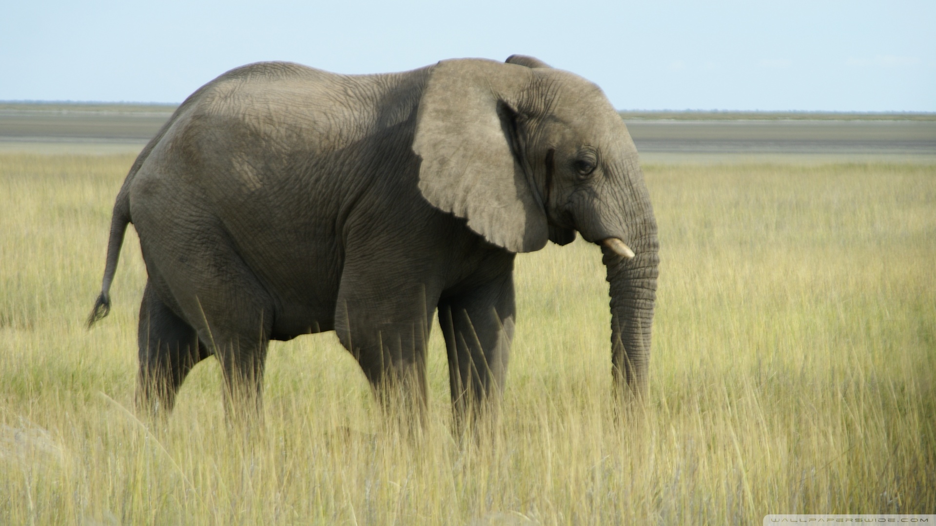 African Elephant Namibia Wallpaper