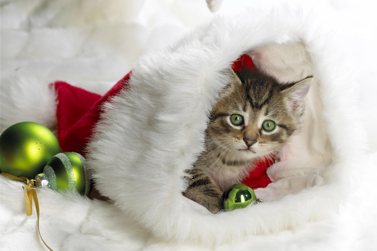 Cute Animal Christmas Wallpaper HD In Celebrations