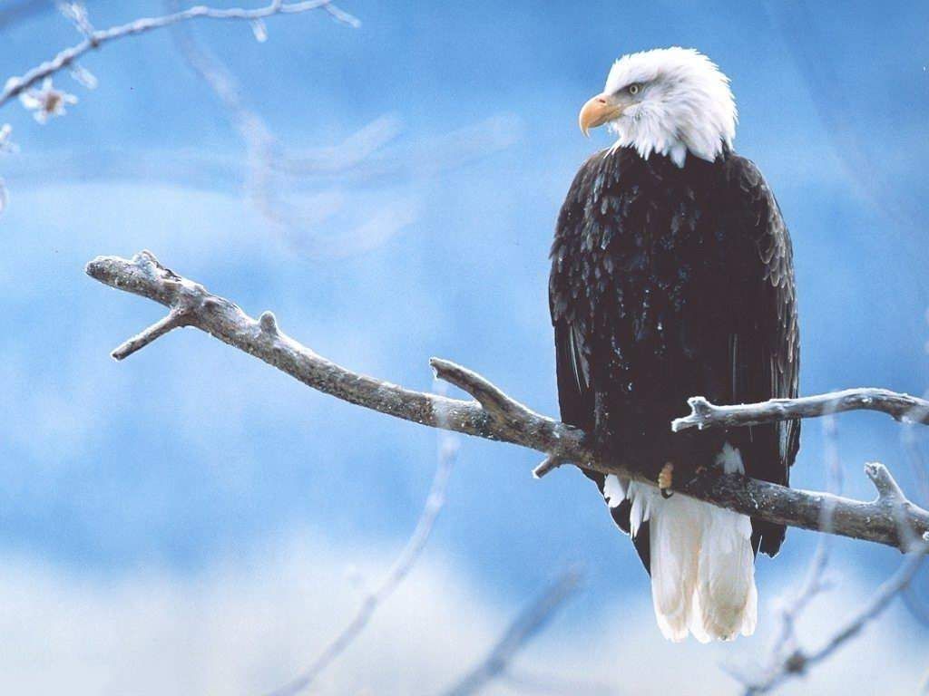 Related Wallpaper Animals Eagles Bald Eagle