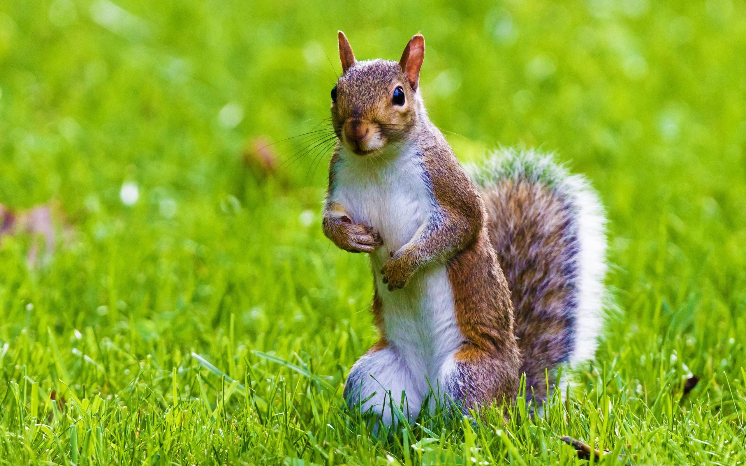 A cute gray squirrel with a bushy tail standing on its hind legs in a vibrant green grassy field