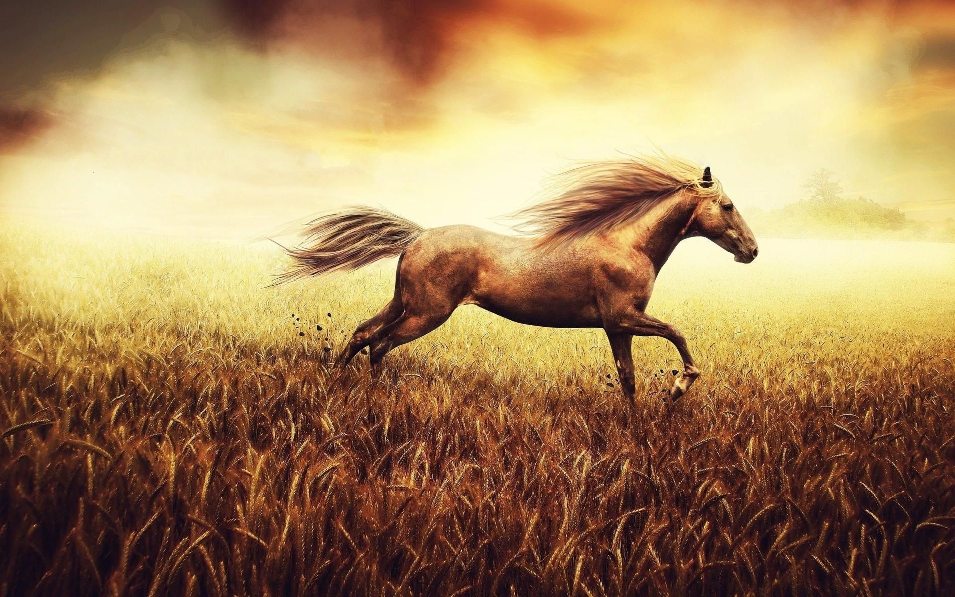 Running Horses HD Wallpaper