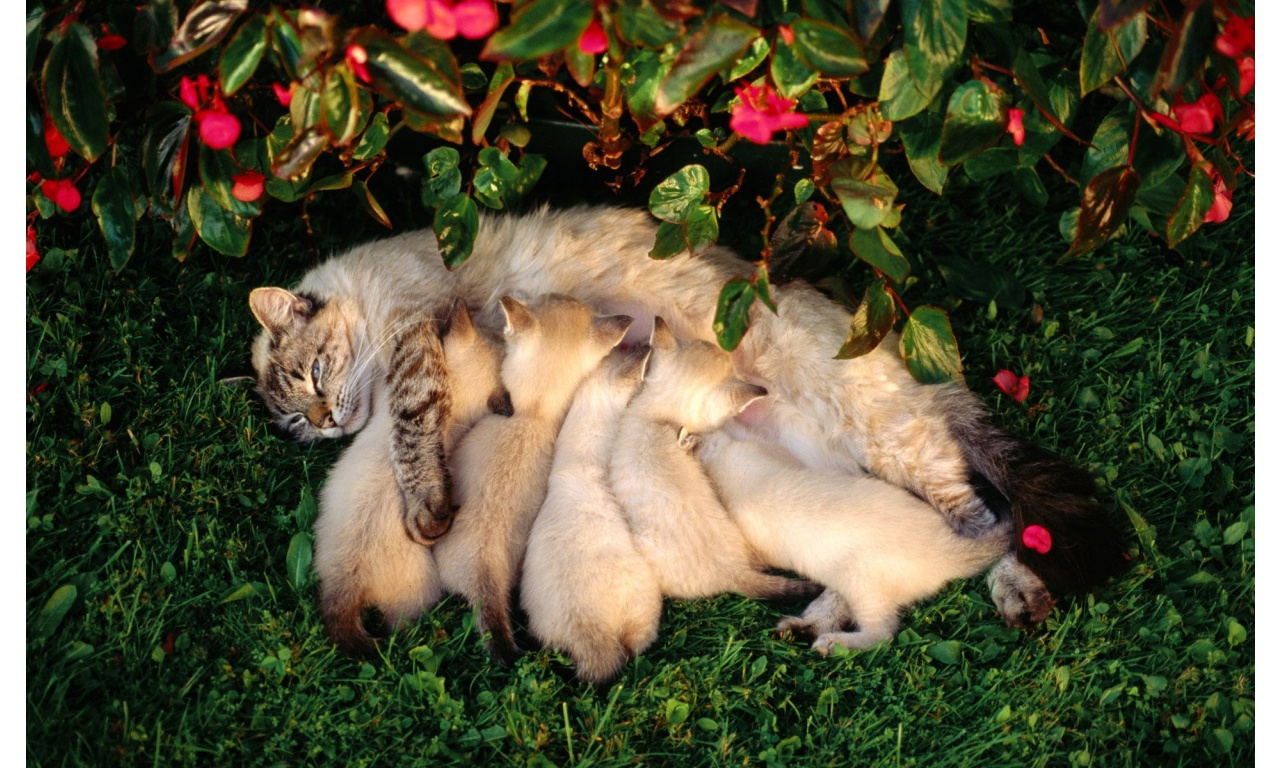 Mother Cat Kittens Drinking Milk Wallpaper