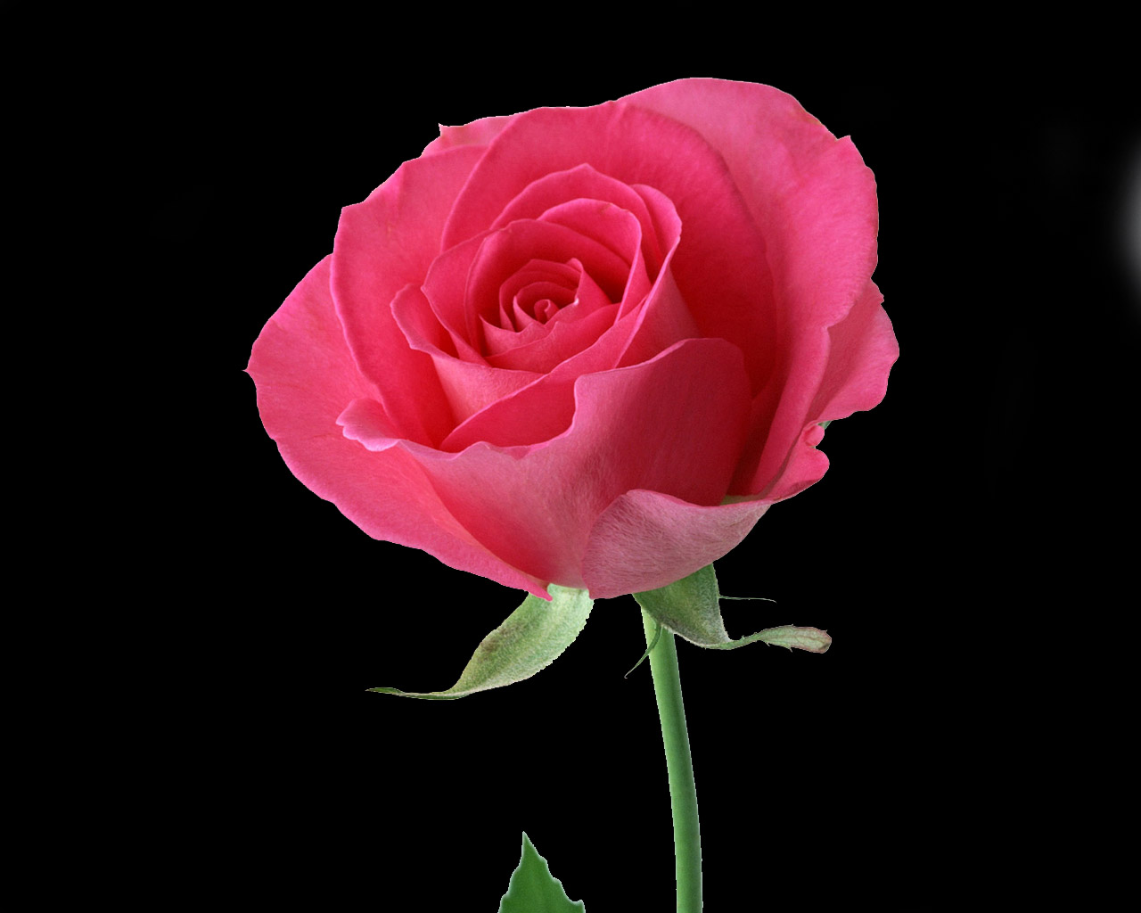 50 Most Beautiful Rose Flowers Wallpapers On Wallpapersafari,How To Decorate Your Room On A Low Budget