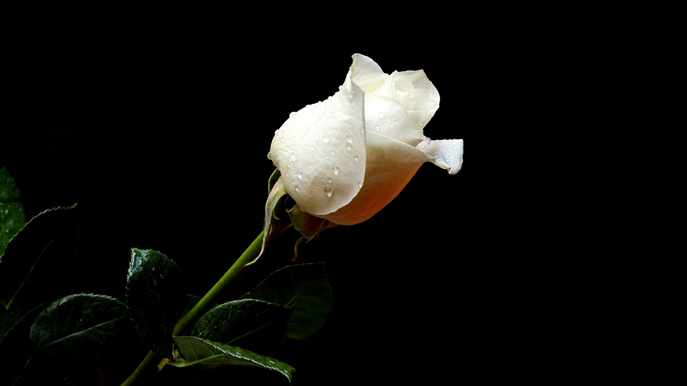 Nice White Rose Flower Wallpaper Cute