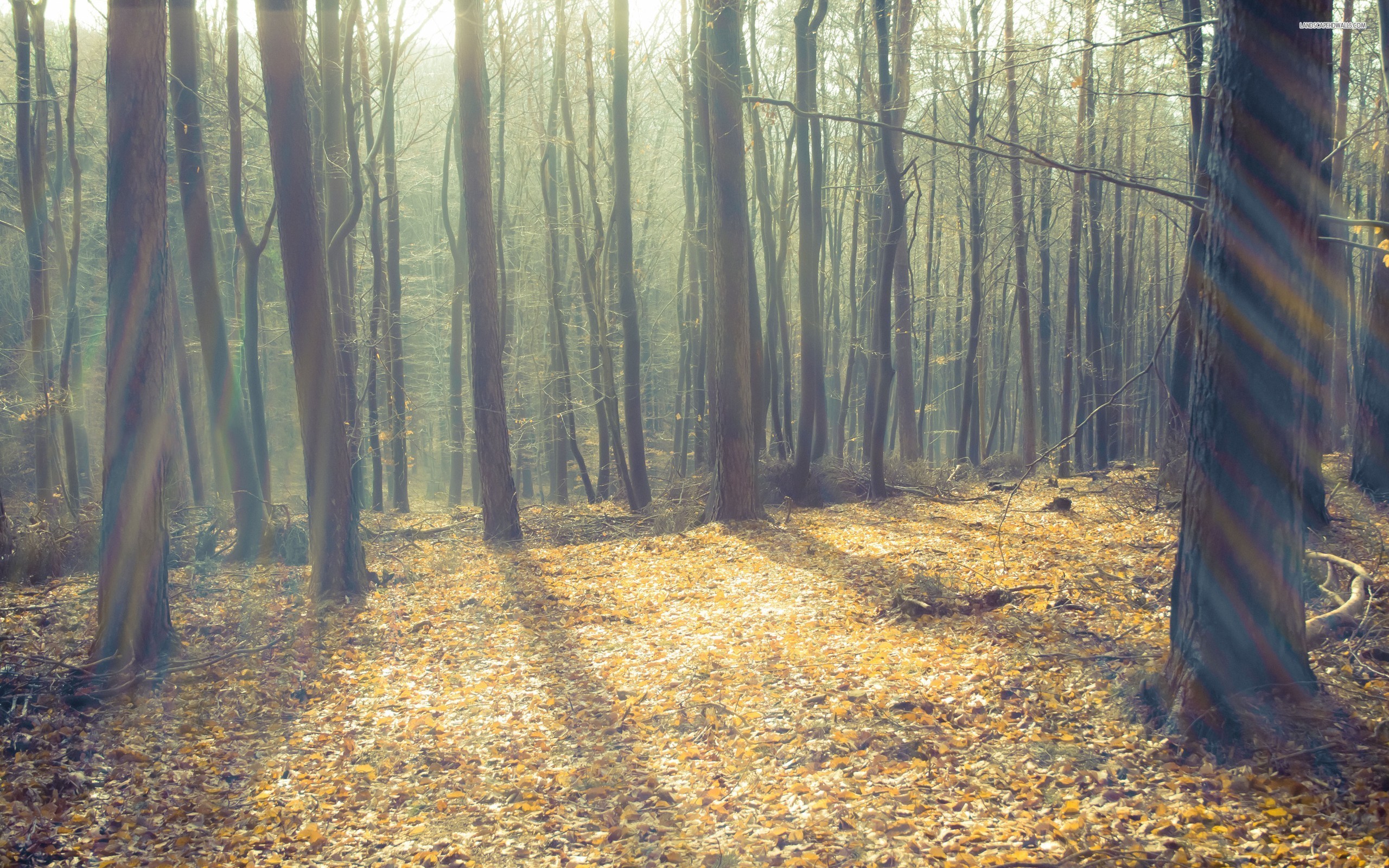 Hình nền rừng này sẽ mang đến cho bạn cảm giác thư giãn và bình yên khi mở khóa điện thoại vào mỗi buổi sáng. Hãy cùng thử và cảm nhận tình yêu thiên nhiên tràn đầy trong mỗi byte thông tin.