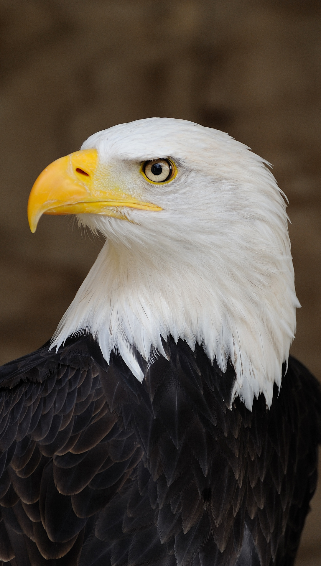 American Eagle Hd Wallpaper American eagle preview