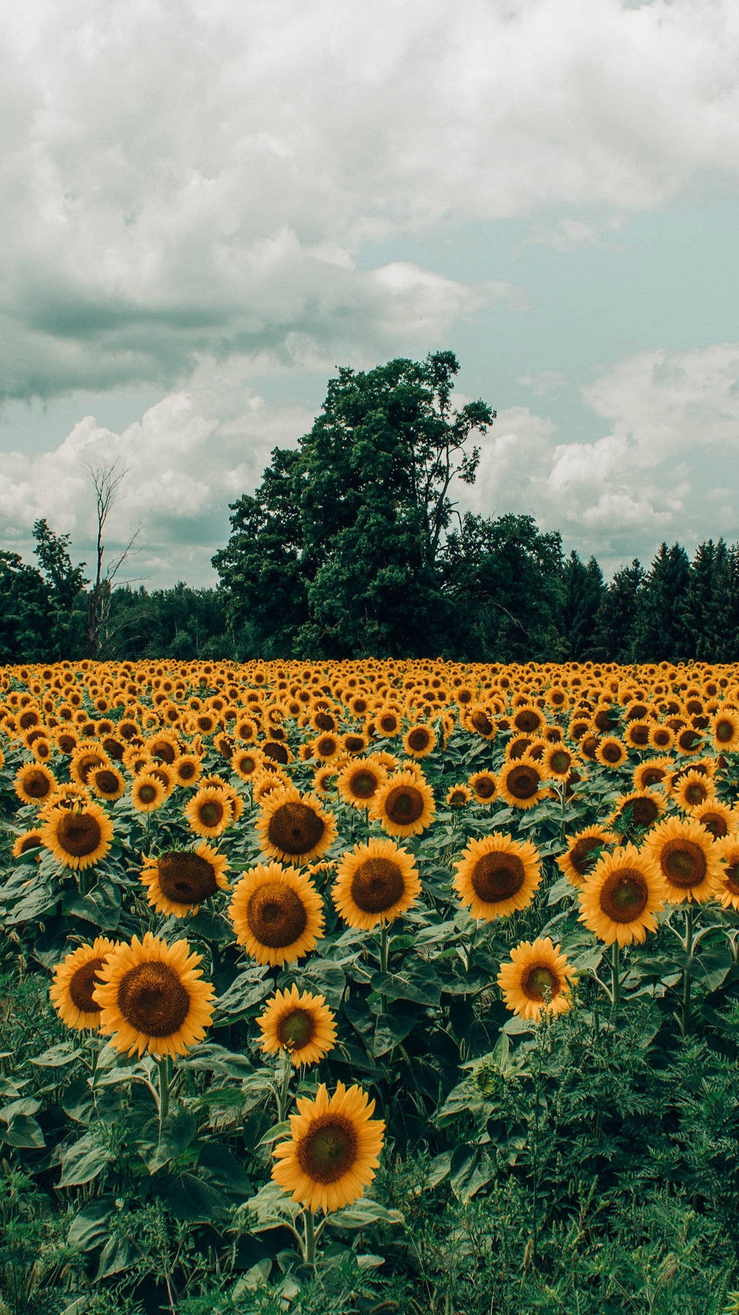 Sunflower Field Wallpaper