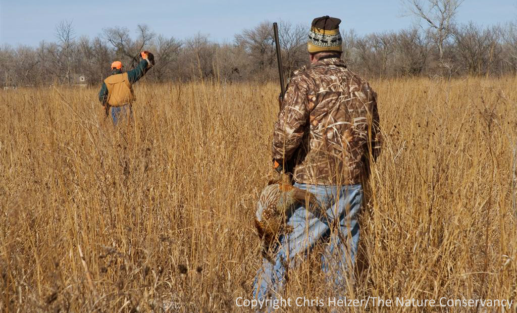 Pheasant Hunting Wallpaper Hunters
