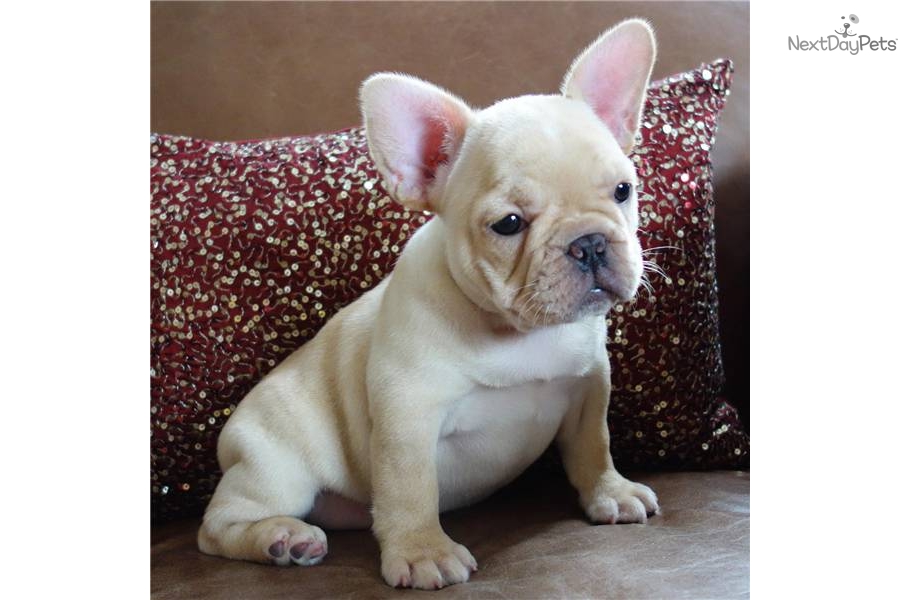 French Bulldog Puppies For Sale Wallpaper