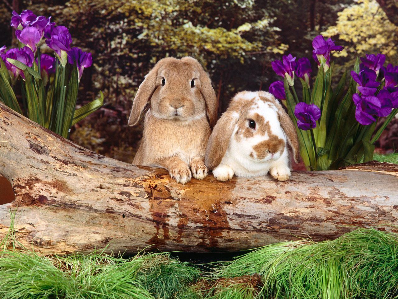A Little Bunny Wunny Flora And Fauna Wallpaper