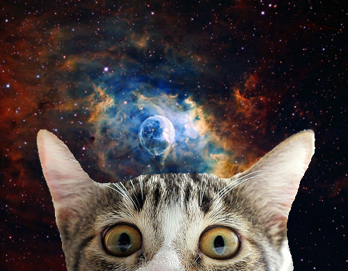  tagged cat cats cat in space cats in space space animal animals