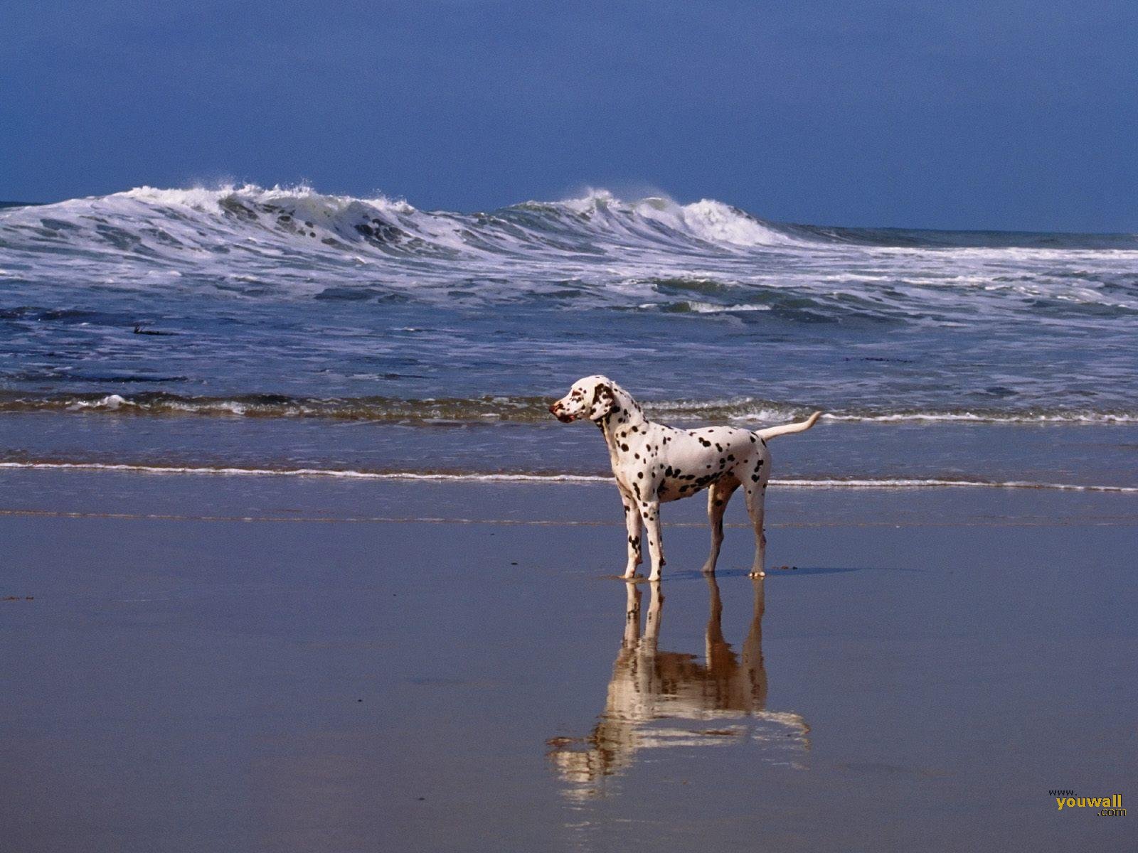 Dog On The Beach Wallpaper