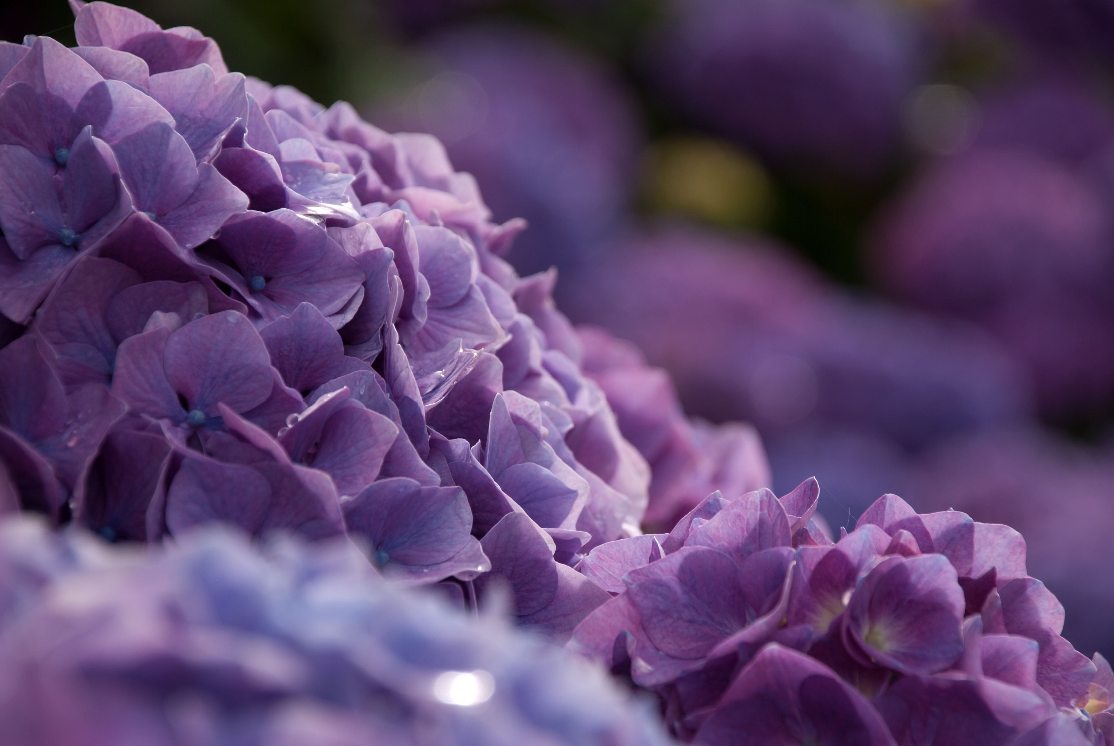 Hydrangea Backgrounds Wallpaper Cave