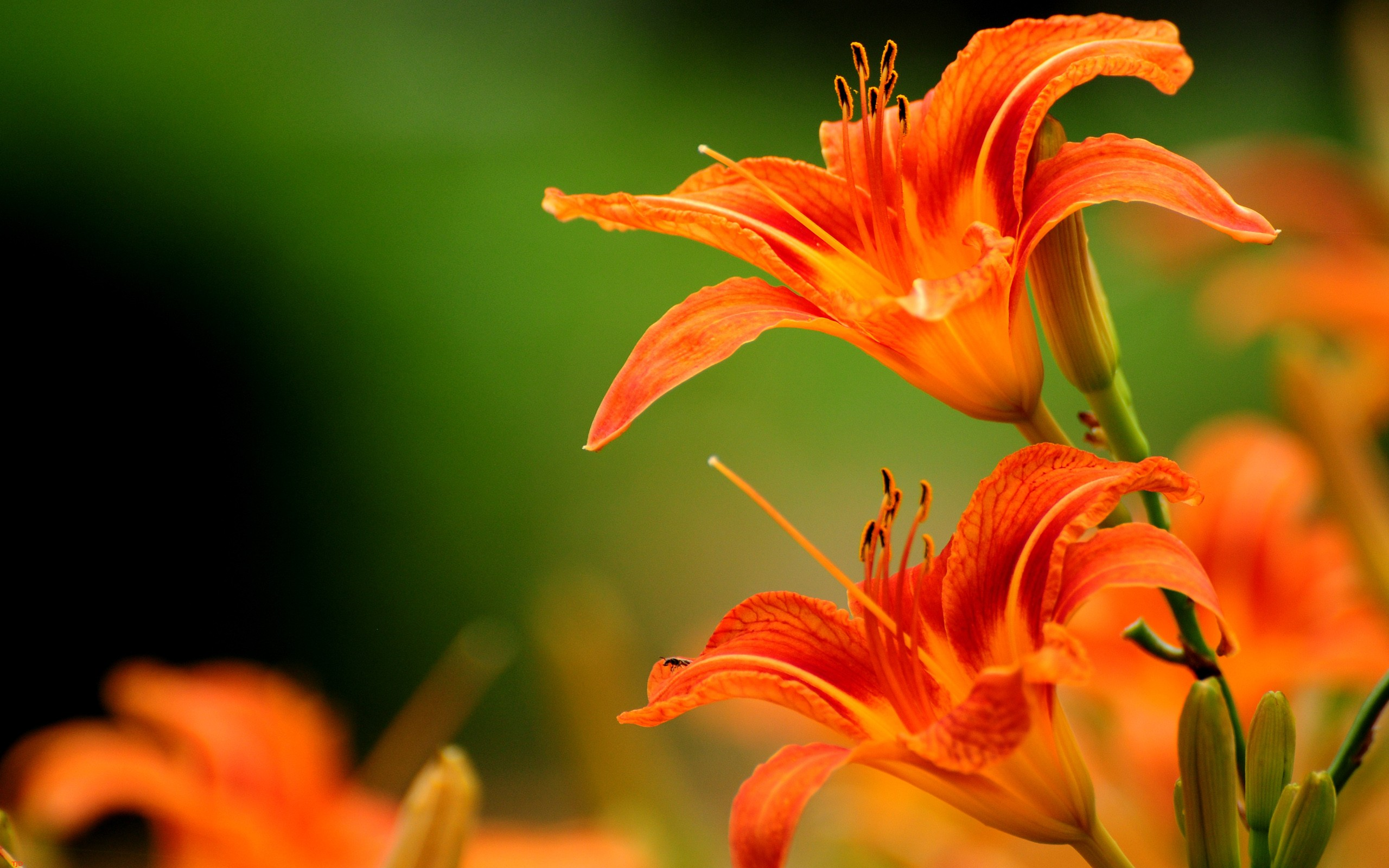 Stunning Orange Flower Wallpaper