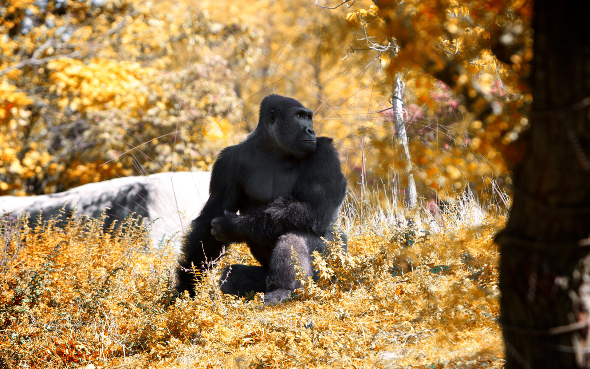 Wallpaper Autumn Beasts Animals Pictures Gorilla